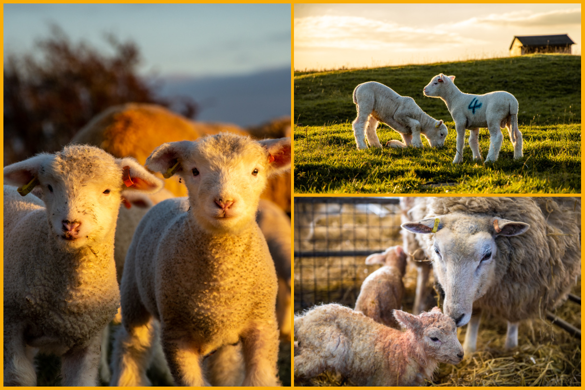 Lambs at Cotswold Farm Park